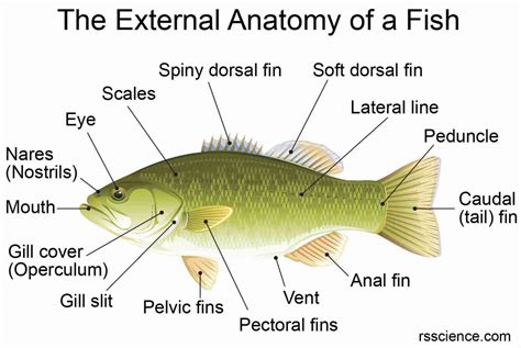 Fish Biology And Fish Scales Look At Fish Scales Under The Microscope