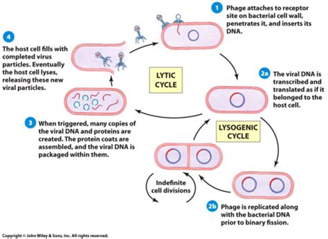 Chapter Infectious Disease Epidemiology Flashcards Quizlet