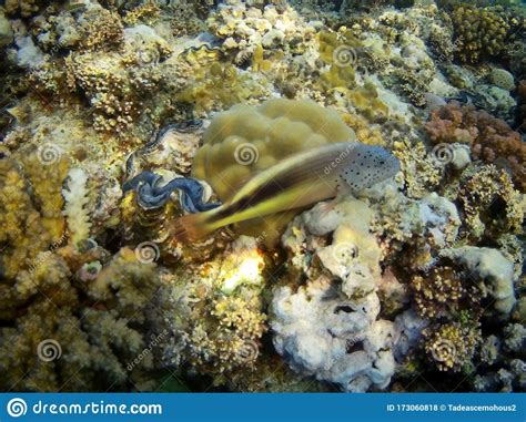 Beautiful Tropical Fish And Coral Reef Marsa Alam Egypt Stock Photo