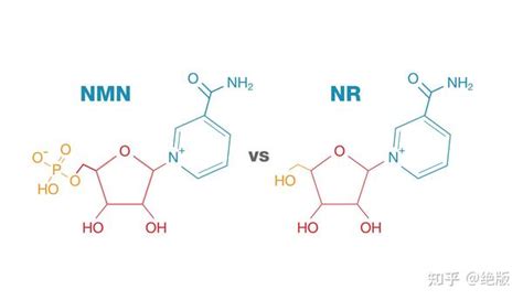 Nmn与nr：这2种nad 前体之间的差异 知乎