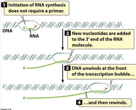 Lecture 11- Transcription, Types of RNA, Gene Structure and RNA Processing Flashcards | Quizlet