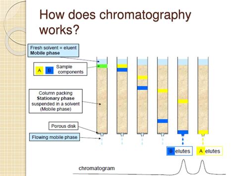 How Does Chromatography Work Biology At Timothy Abell Blog