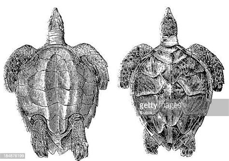 Sea Turtle Sketch Photos And Premium High Res Pictures Getty Images