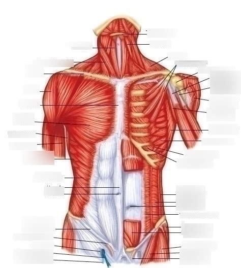 Muscles Of Anterior Trunk Diagram Quizlet