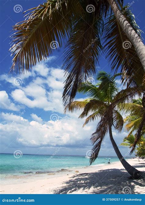 Tropical Beach in Dominican Republic. Caribbean Sea Stock Image - Image