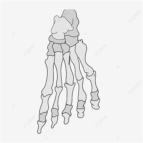 Cartoon Hand Painted Foot Bone Cartoon Hand Draw Foot Bone Png