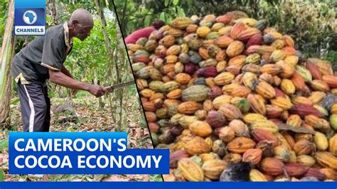 Prolonged Dry Seasons Threaten Cocoa Production In Cameroon Youtube