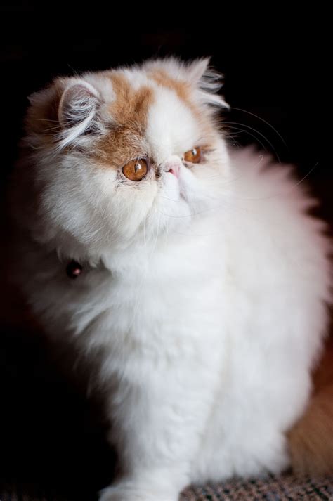 Ragdoll cat care traits and breed guide – Artofit