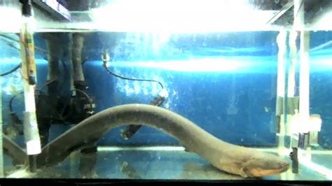 Electric Eels Can Alter Genetic Makeup of Other Organisms By Shocking