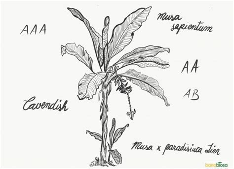 Nombre Cient Fico Del Banano Musa Paradisiaca Banabio S A