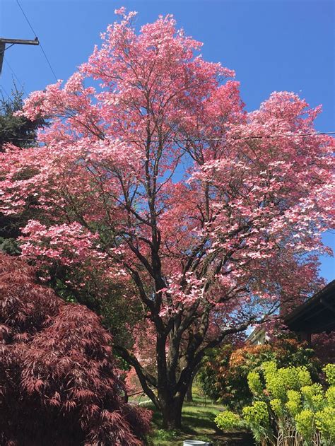 40 Of The Most Mysterious Plants These People Found And Asked What They ...