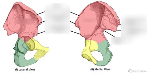 hip bone Diagram | Quizlet