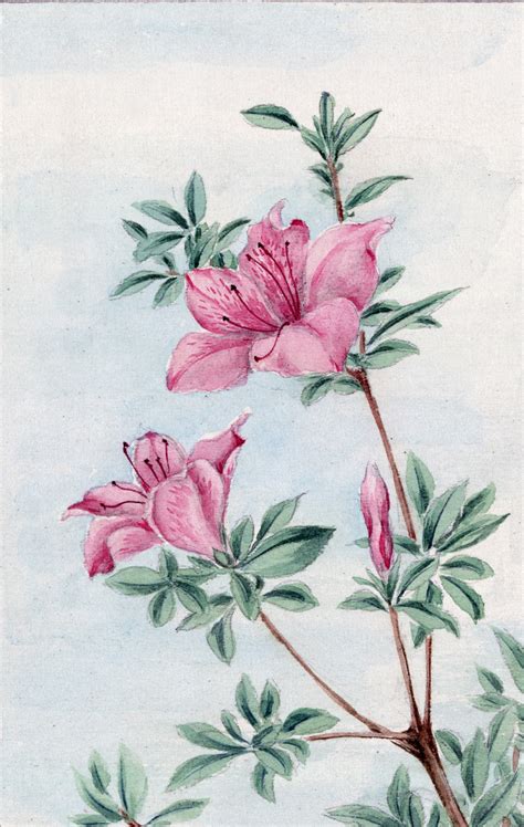 Pink Azalea Flowers Free Stock Photo - Public Domain Pictures