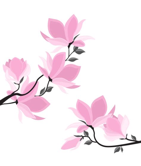 Vector Magnolia Blumen Lizenzfreies Bild Bildagentur