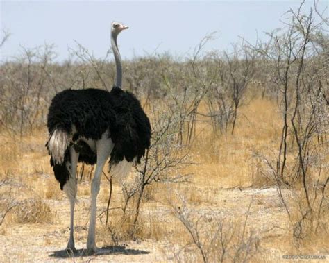 HOW MUCH DOES AN OSTRICH COST? NOT AS MUCH AS YOU THINK!