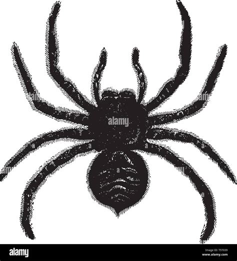 Group Of Tarantula Stock Vector Images Alamy