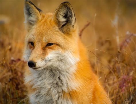 Red Fox – Telegraph