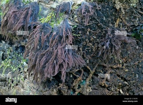 chocolate tube slime mold stemonitis splendens stock photo alamy