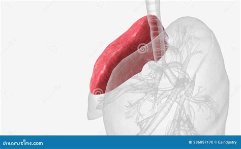 lung superior lobe  medical stock footage video  bronchi