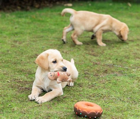 Guide Dogs celebrates arrival of 13 puppies all now reunited near
