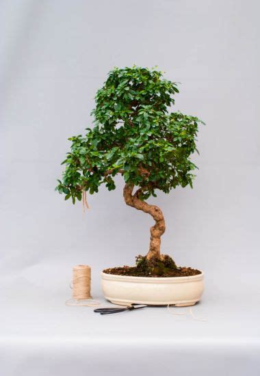 Купити дерево бонсай у Києві (Україні). Вирощування, догляд за бонсаєм ...