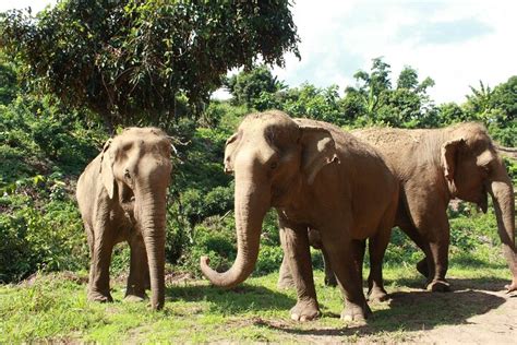 Taling Ngam Observation Thique Des L Phants Par Le Sanctuaire Des