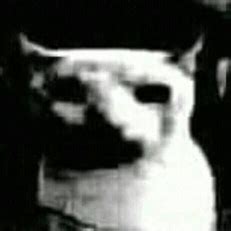 Meme Cat Meme - Meme Cat Stare - Discover & Share GIFs