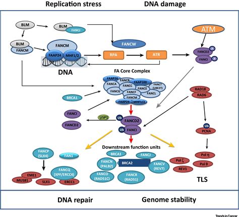 Fanconi Anemia Signaling And Cancer Trends In Cancer