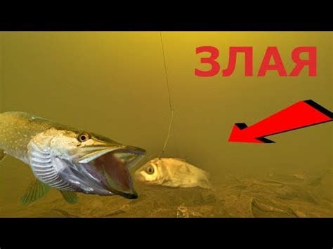 ОСТОРОЖНО! Злая ЩУКА! Щука на живца! Подводное видео - YouTube