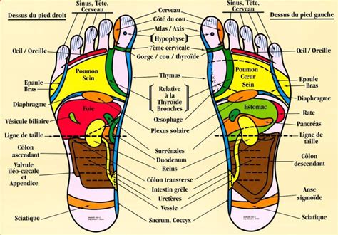 R Flexologie Plantaire Mieux Tre Sant