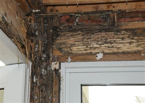 Costly termites are best prevented, not treated - The Panolian | The