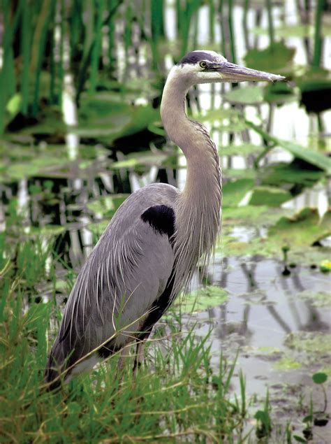 heron wading bird long legs fishing habits britannica