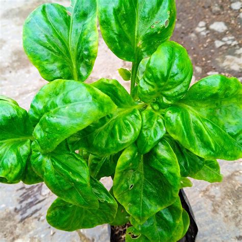 tanaman sayur bayam brazil tanaman hidup lazada indonesia