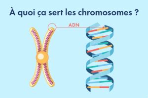 À quoi ça sert les chromosomes Rallye lecture en ligne