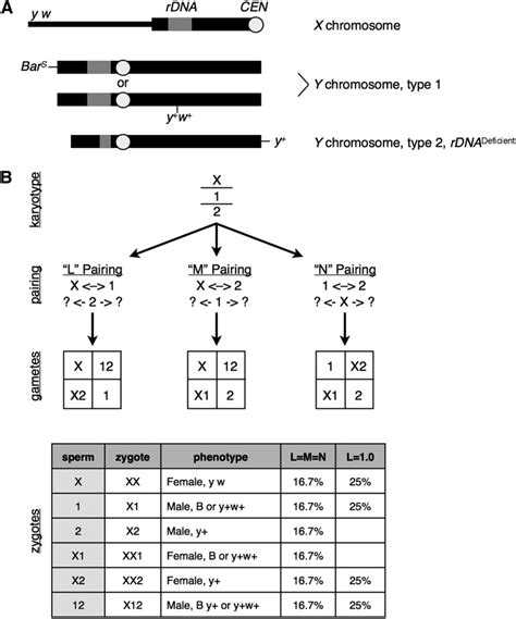 A Sex Chromosomes Used In This Study The X Chromosome Is Mutant For