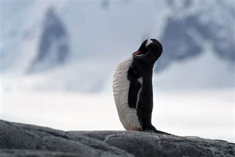 Gentoo Penguin Bird Facts | Pygoscelis papua | AZ Animals