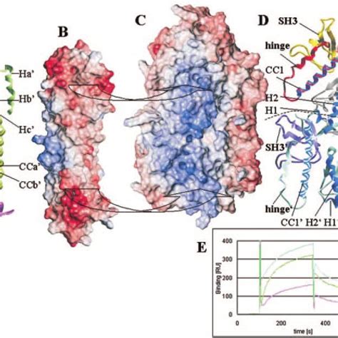 Monomeric Architectural Models Of Catenin Occludin C Terminal