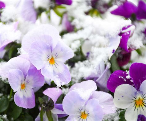 Snow-resilient flowers – 5 beautiful blooms that will…