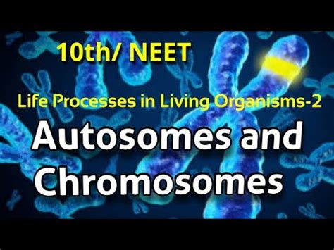 Autosomes and Sex Chromosomes लग आण अलग गणसतर XY Chromosomes genius science