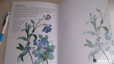 Книга: Мой первый гербарий. Цветы и листья. ФГОС - . Купить книгу ...