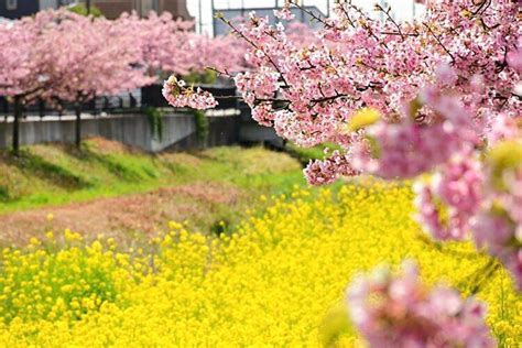 西古瀬川の河津桜（河津桜）愛知県豊川市の観光・撮影スポット名所 東海カメラマップ