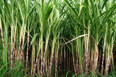 Cultivation Of Sugarcane