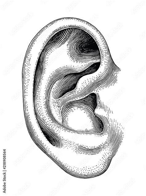black  white ear clip art
