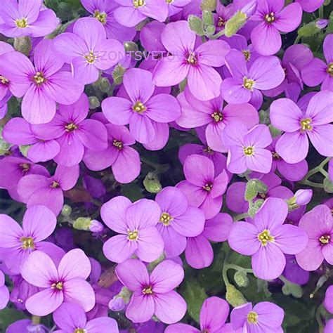 Обриета ярко-сиреневые цветы