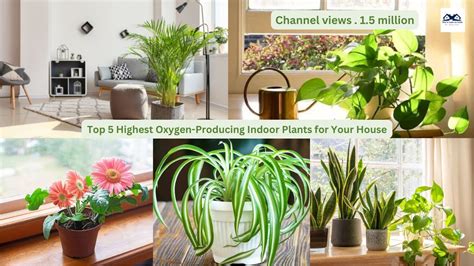 Top 5 Highest Oxygen Producing Indoor Plants For Your House Best