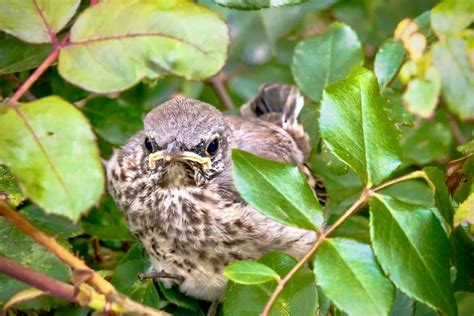 Baby Mockingbird: All The Facts You Need to Know - Bird Nature