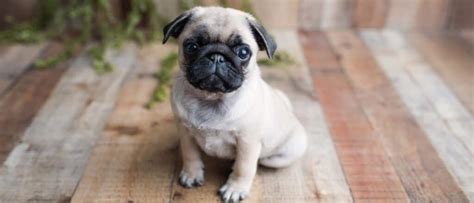 Pug Lifespan: How Long Do Pugs Live? - Hunter Games Magazine