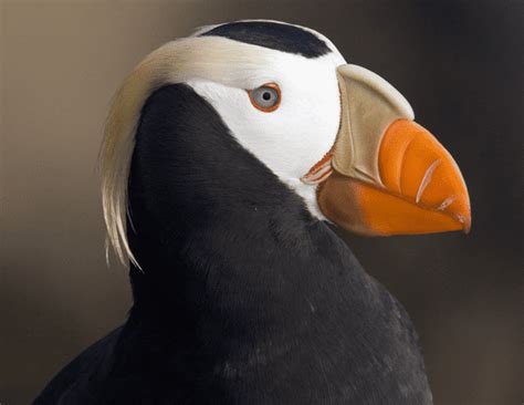 6 Puffin Bird Facts: They Fly Like an Arrow and Hunt Like a Pro - Odd Facts