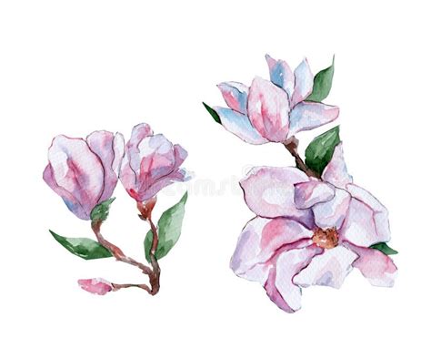 Watercolor Illustration With Pink Magnolias And Leaves Stock