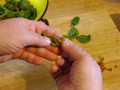 Fiddlehead Ferns - Our Tiny Homestead